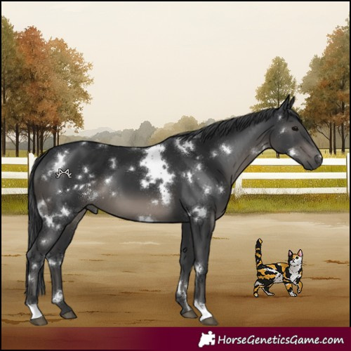 Horse Color:White Spotted Black