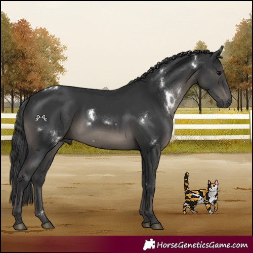 Horse Color:White Spotted Black