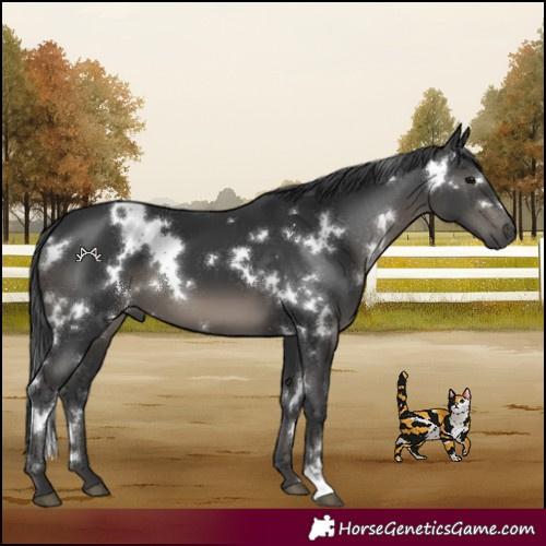 Horse Color:White Spotted Black 