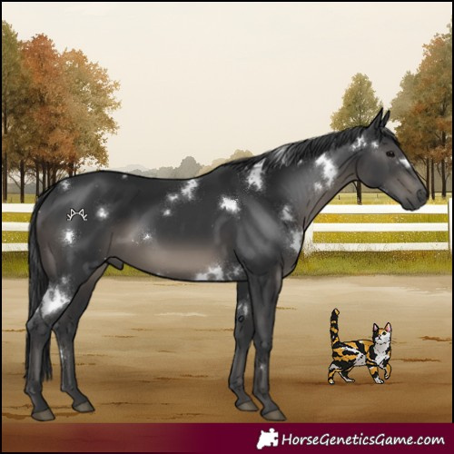 Horse Color:White Spotted Black