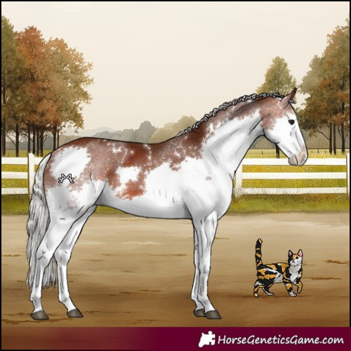 Horse Color:White Spotted Silver Brown Splash