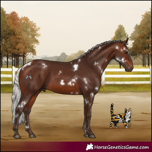 Horse Color:White Spotted Silver Brown
