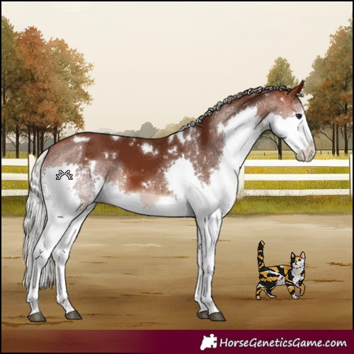 Horse Color:White Spotted Silver Brown Splash