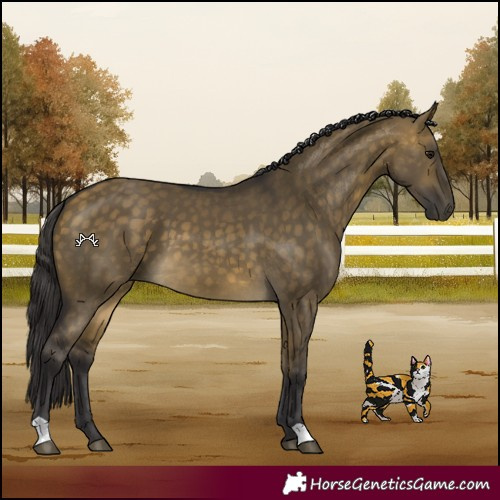 Horse Color:Buckskin Dun
