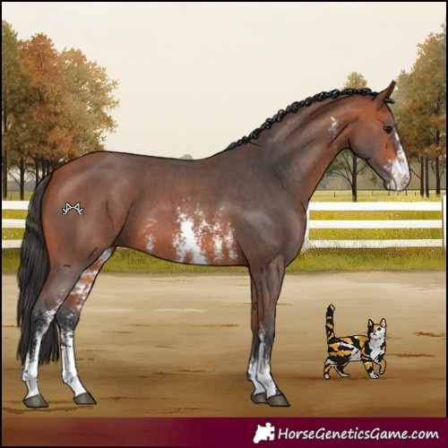 Horse Color:Bay Sabino 