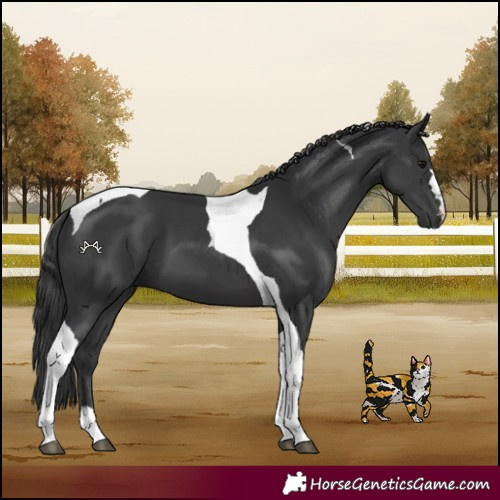 Horse Color:Black Tobiano 