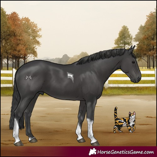 Horse Color:Black Tobiano 