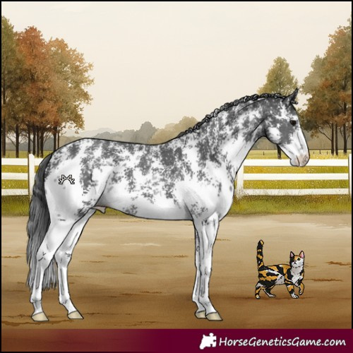 Horse Color:Black Sabino 