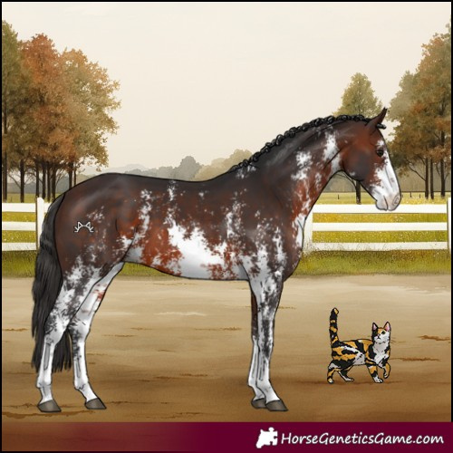 Horse Color:Brown Sabino