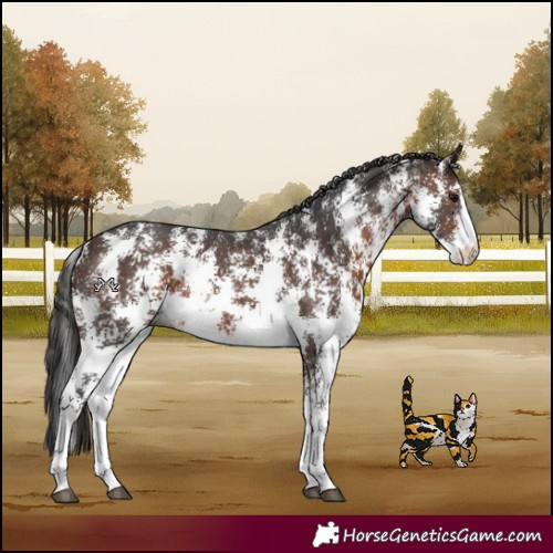 Horse Color:Brown Sabino