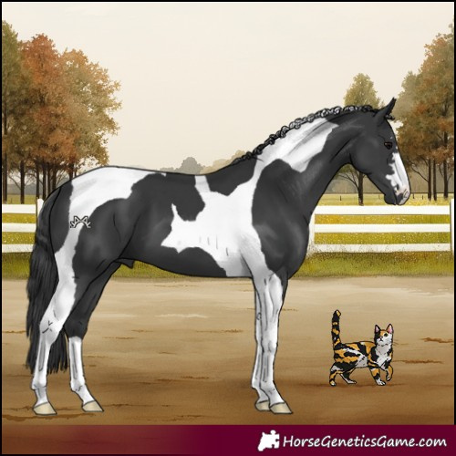 Horse Color:Black Tobiano