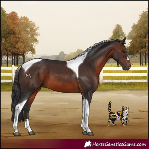Horse Color:Brown Tobiano 