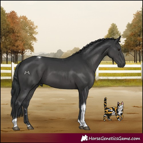 Horse Color:Black Tobiano 