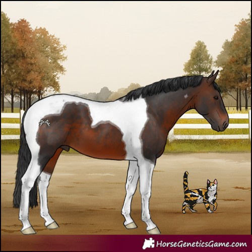 Horse Color:Brown Tobiano