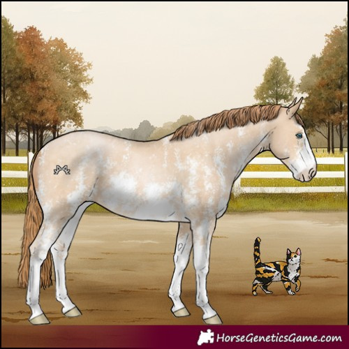 Horse Color:Buckskin Pearl Sabino 