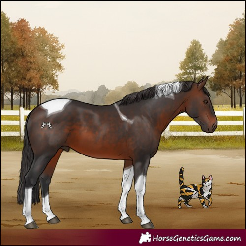 Horse Color:Brown Tobiano 
