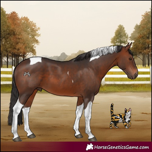Horse Color:Brown Tobiano