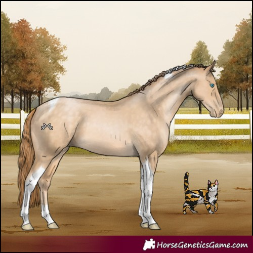 Horse Color:Buckskin Pearl Tobiano
