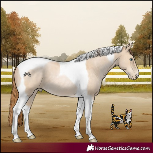 Horse Color:Buckskin Pearl Tobiano 