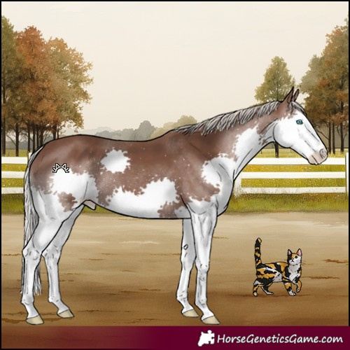 Horse Color:Silver Black Splash