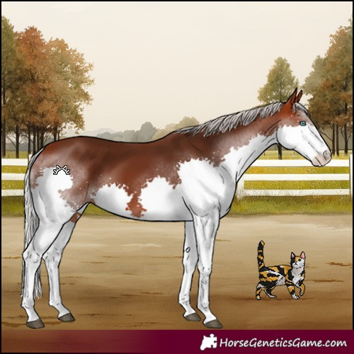 Horse Color:Silver Brown Splash Rabicano