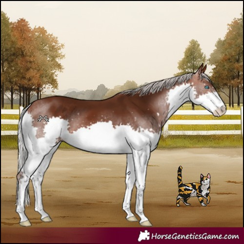 Horse Color:Silver Brown Splash Rabicano