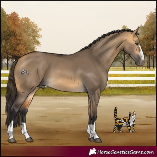 Horse Color:Buckskin Dun 