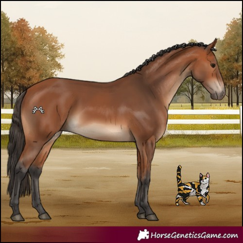 Horse Color:Bay Rabicano