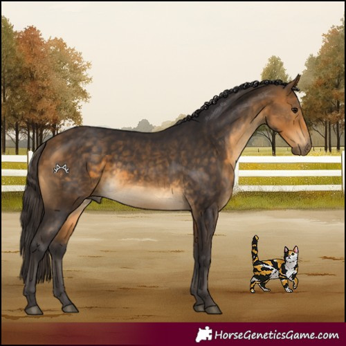 Horse Color:Buckskin 
