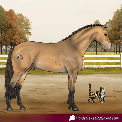 Horse Color:Buckskin 