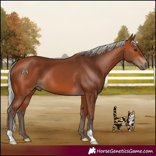 Horse Color:Silver Bay 
