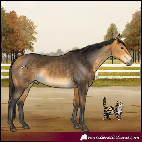 Horse Color:Buckskin