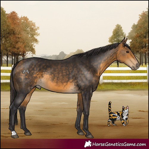 Horse Color:Buckskin 