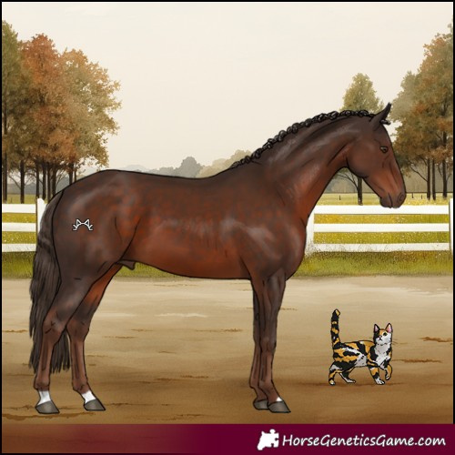 Horse Color:Liver Chestnut 