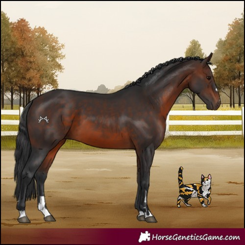 Horse Color:Brown 