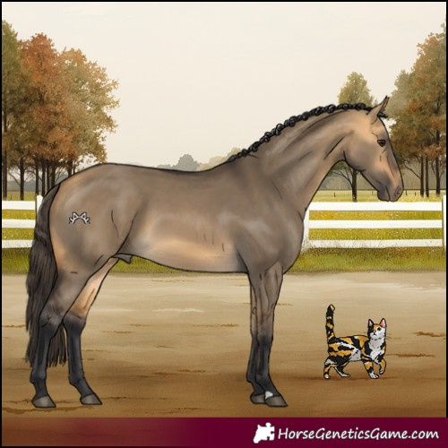 Horse Color:Buckskin Dun 