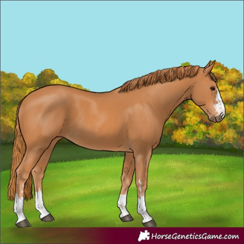 Horse Color:Chestnut 