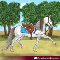 Horse Color:Bay Dun Splash Fewspot