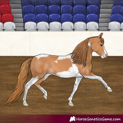 Horse Color:Chestnut Tobiano Frame Rabicano 