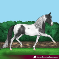 Horse Color:Black Tobiano 