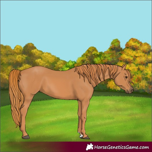 Horse Color:Unknown 