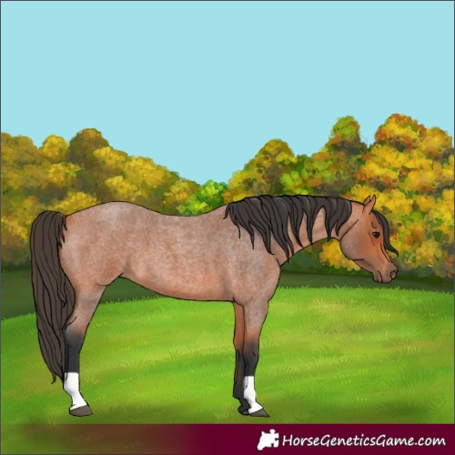 Horse Color:Unknown 
