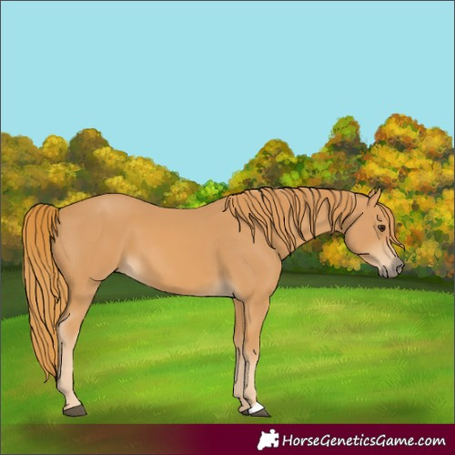 Horse Color:Unknown 