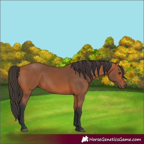 Horse Color:Unknown 
