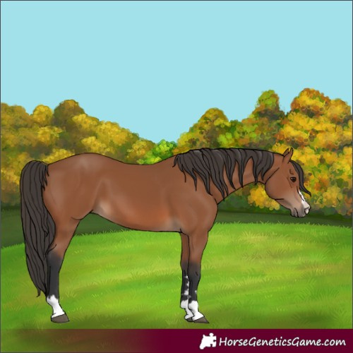 Horse Color:Bay 