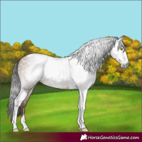 Horse Color:Gray Amber Champagne Tobiano