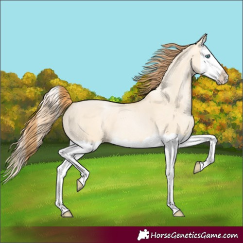 Horse Color:Buckskin Pearl Dun Splash 