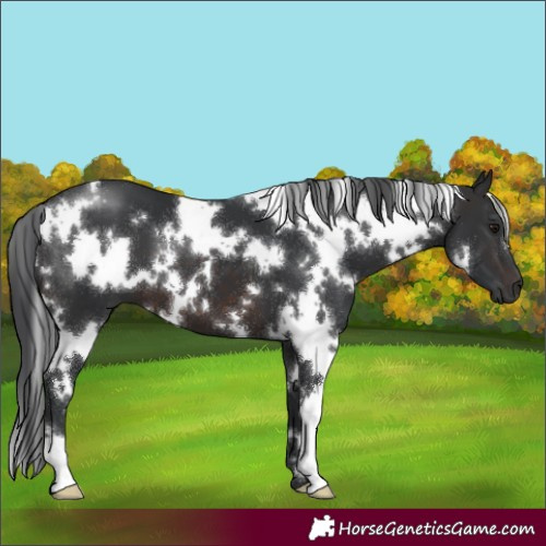 Horse Color:White Spotted Brown 