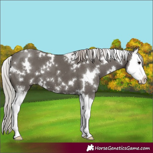 Horse Color:White Spotted Silver Black Sabino Splash