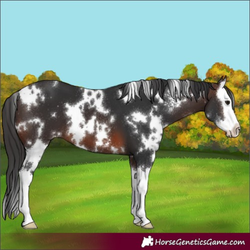 Horse Color:White Spotted Brown Sabino Splash